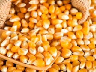 Yellow Corn Maize Product Name 2018 High Quality Bulk