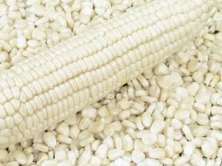 White Corn Maize Description No GM - NON GMO.