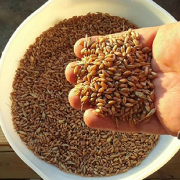 Wheat Grain 2 Grade, 3 Grade Wheat (Milling Grade): Moisture - 12,8% Protein - 11,8% Falling number - 290 sec Test weight - 760 gr/L Wet gluten - 19% Gluten