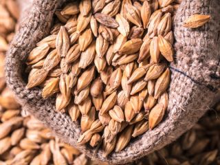 Barley Malt Grain Moisture – max. 14.5 % Foreign