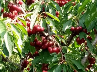 CHERRIES FOR SALE up to 50 t