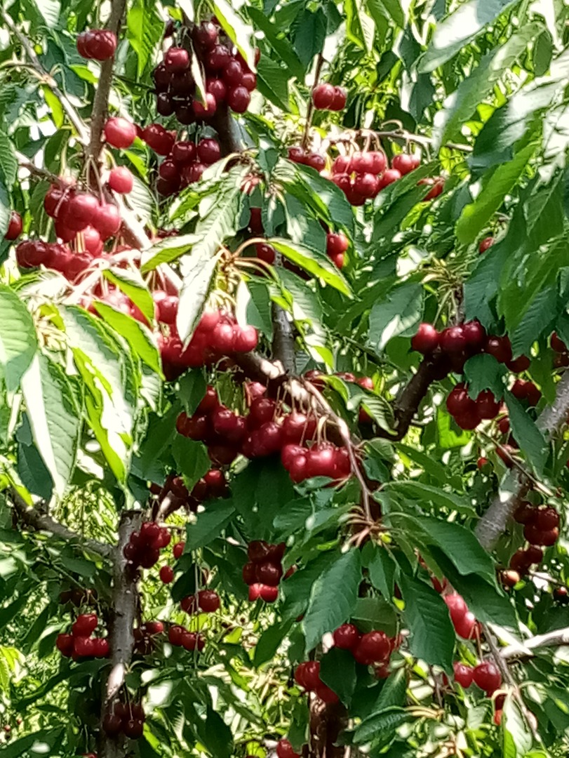 CHERRIES FOR SALE up to 50 t