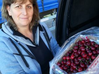 Cherries. Cherries. Cherries Fresh Fresh Delicious straight from the