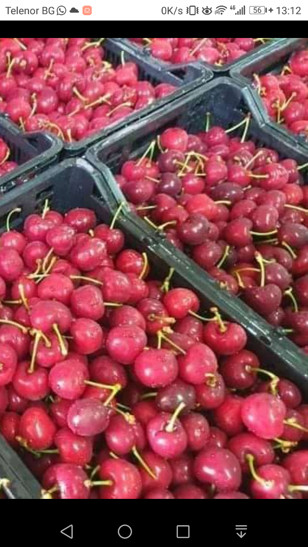 Cherries Fresh Cherries New season I deliver to Poland Latvia Estonia fresh, delicious large cherries from my garden in Bulgaria