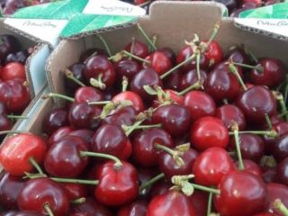 Cherries Fresh Cherries New season I deliver to Poland