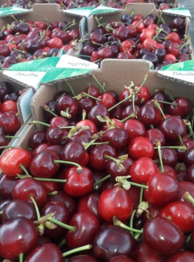 Cherries Fresh Cherries New season I deliver to Poland Latvia Estonia fresh, delicious large cherries from my garden in Bulgaria