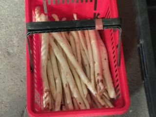 Sale of white asparagus, harvested daily, possible with a