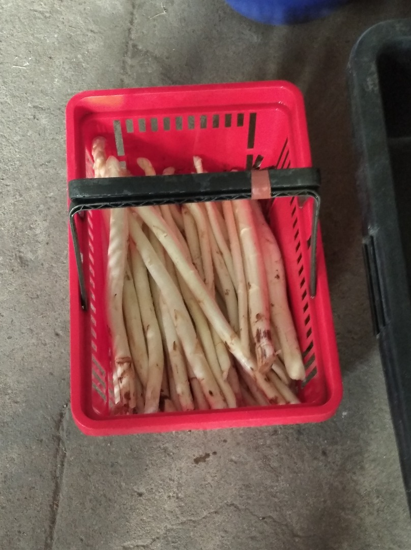 Sale of white asparagus, harvested daily, possible with a larger quantity