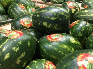 Watermelons produced in Morocco. The price includes transport to