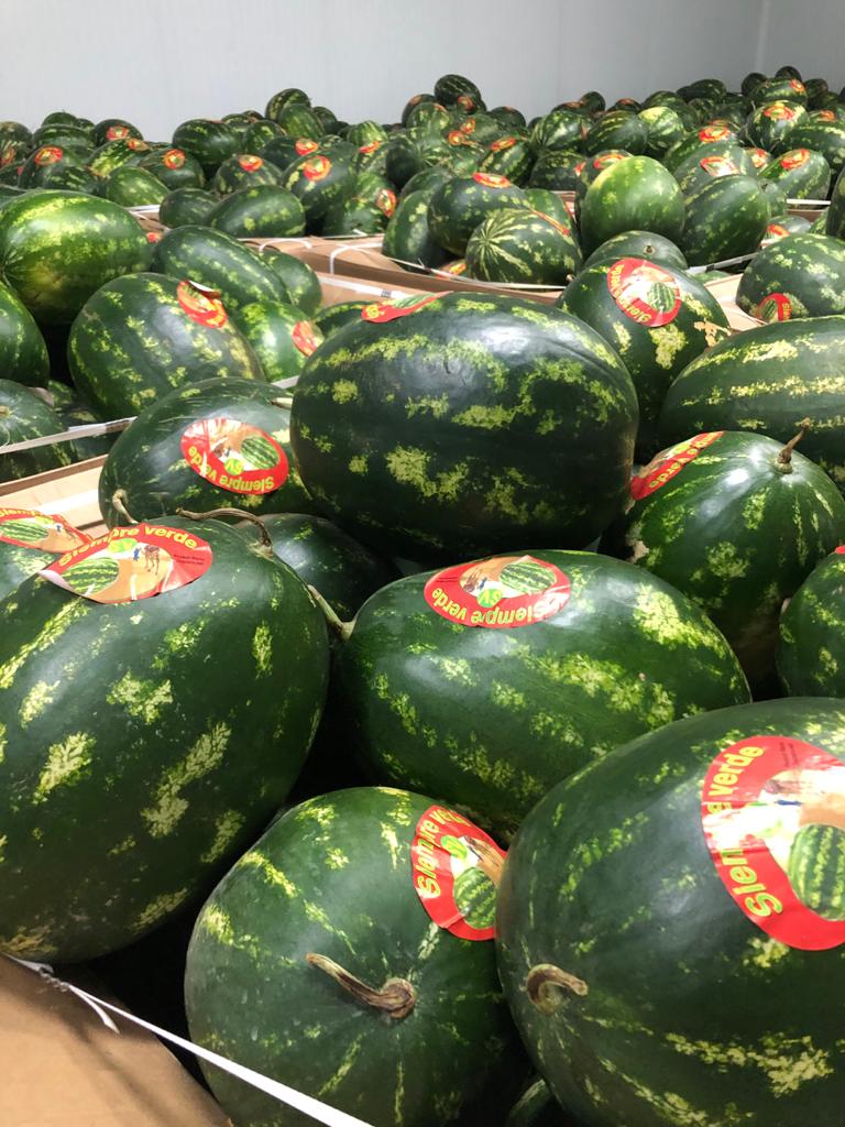 Watermelons produced in Morocco