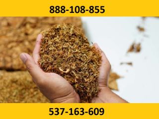 Best quality cigarette tobacco! Extra freebies and promotions for