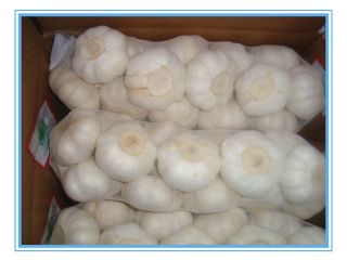Product Garlic Varitey Normal white garlic / Red garlic
