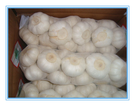 Product Garlic Varitey Normal white garlic / Red garlic / Purple garlic Pure white garlic / Snow white garlic / Super white garlic Size 4.5-5.0cm , 5.0-5.5cm
