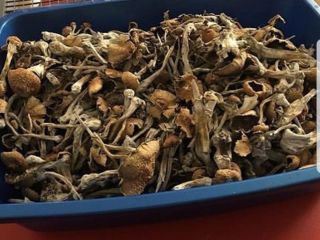 Agric Dynamics offers dried mushrooms of multiple varieties ready