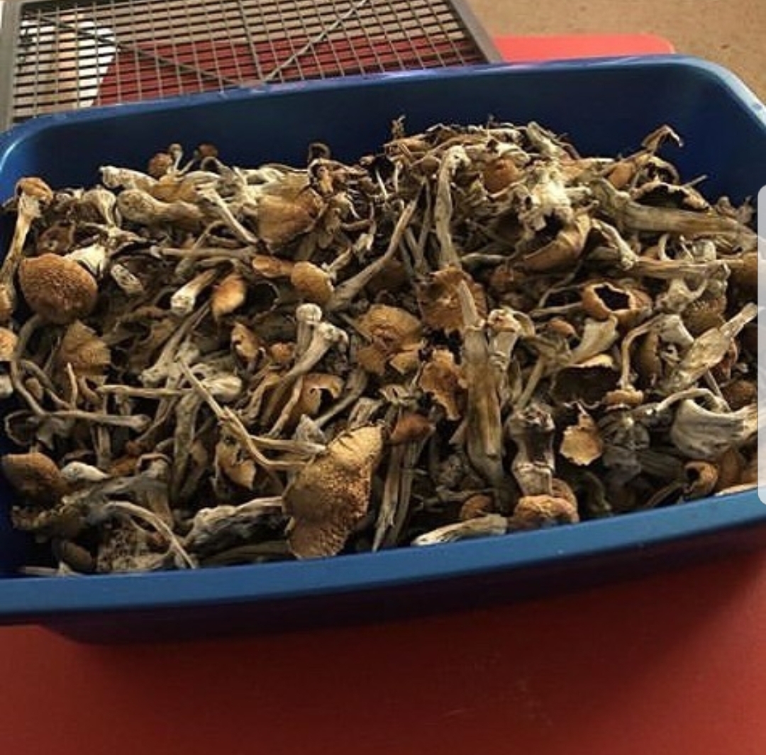 Agric Dynamics offers dried mushrooms of multiple varieties ready to be exported