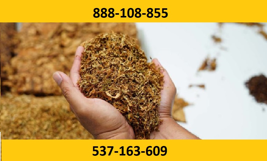 Best quality cigarette tobacco! Extra freebies and promotions for our customers! You will not find stakes, dust or mold with us
