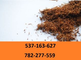 Best quality cigarette tobacco! Extra freebies and promotions for
