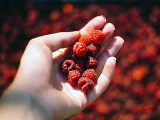 The family organic farm sells the following products: red