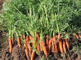 carrots,quality 1,big quantiques,packed At rafia,bags,for detalia contact