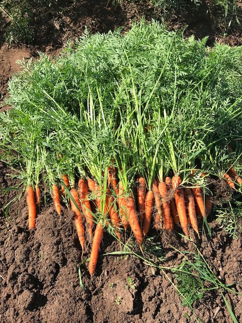carrots,quality 1,big quantiques,packed At rafia,bags,for detalia contact