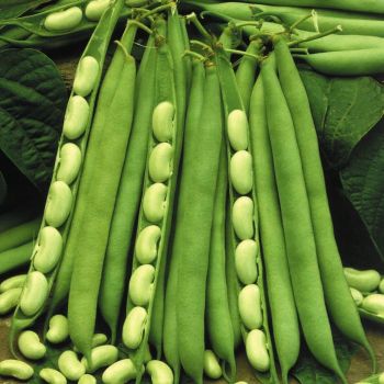 Beans white, big quantum