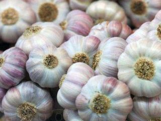 der beste ukrainische Knoblauch von bester Qualität in Deutschland