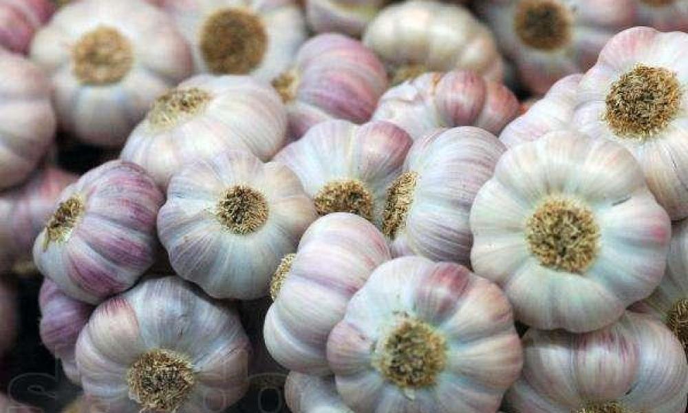 der beste ukrainische Knoblauch von bester Qualität in Deutschland