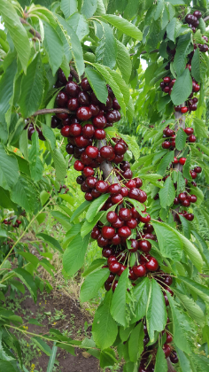 Cherries for selling in bulk, 5 kilos woodden boxes, different varieties Burlat, Prime, Grace Star, Sweet Arriana etc