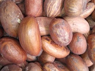 High quality Garnicia kola(Bitter Kola)