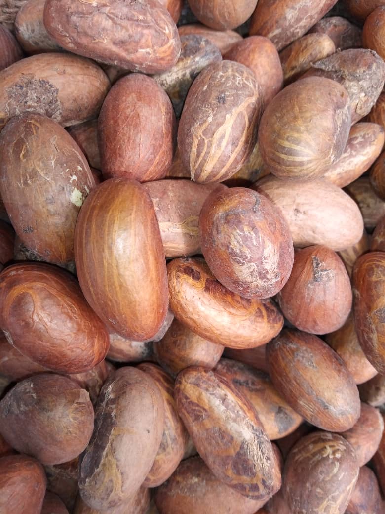 High quality Garnicia kola(Bitter Kola)