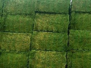 High quality Alfalfa bales Weight: 750 & 800 KG