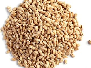 Barley Supply/ Barley for Malt/Barley Feed/ Malted Barley Barley