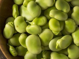 Premium Quality Dried Broad Beans / Dried Fava Beans