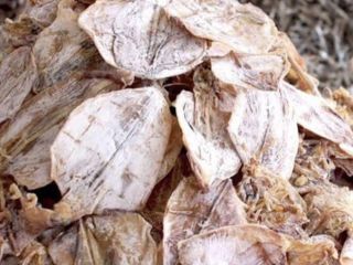 We provide all sizes of Cuttle Fish bones noted