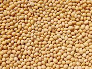 We are a supplier of agricultural products (soybeans, shea