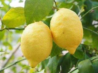 Quality organic lemons