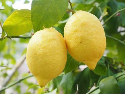 Quality organic lemons