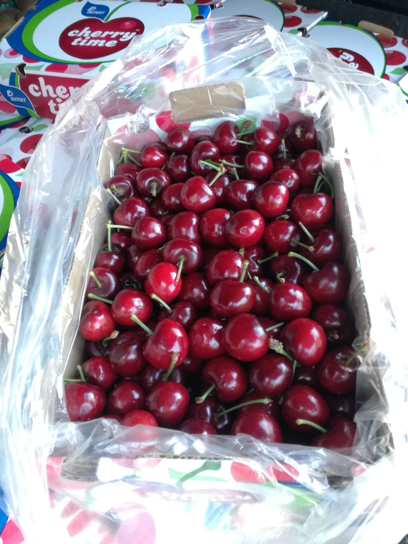 Cherries Fresh Cherries Delicious Cherries The season will start in 15 days