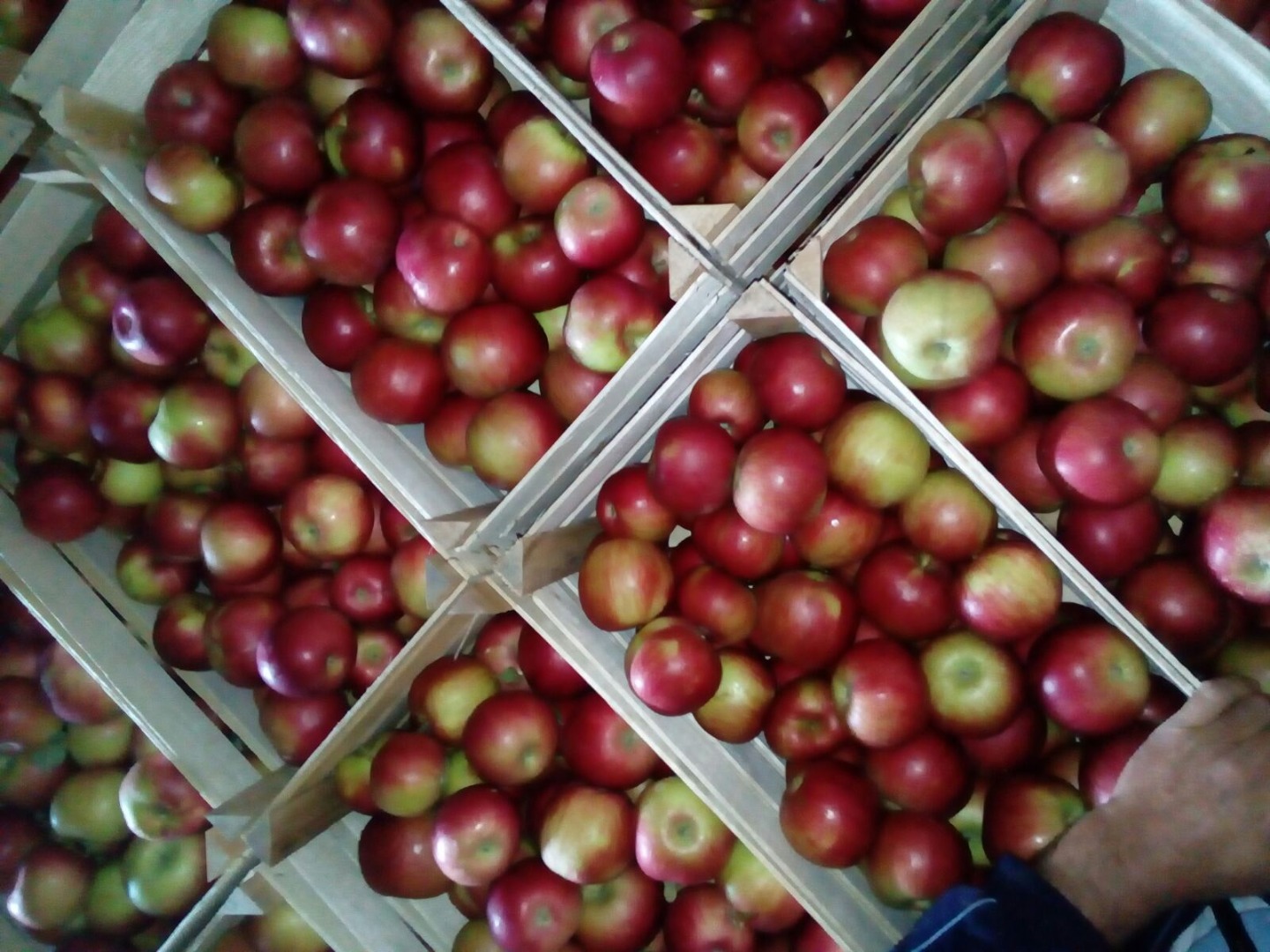 Aidared, Golden, Granny smith apples, SERBIA ..