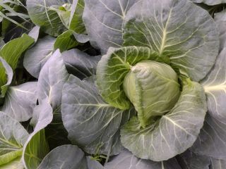 Hello . I will sell Young cabbage from the