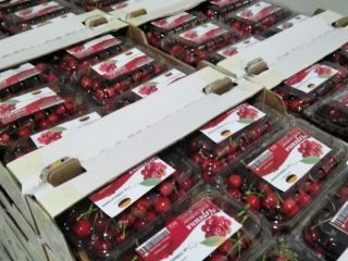 We have fresh cherry and it is ready for
