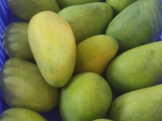 Komatha Fresh, from Amsterdam/The Netherlands is already for over