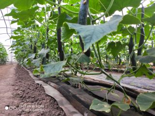 Home-grown fresh snake cucumbers.