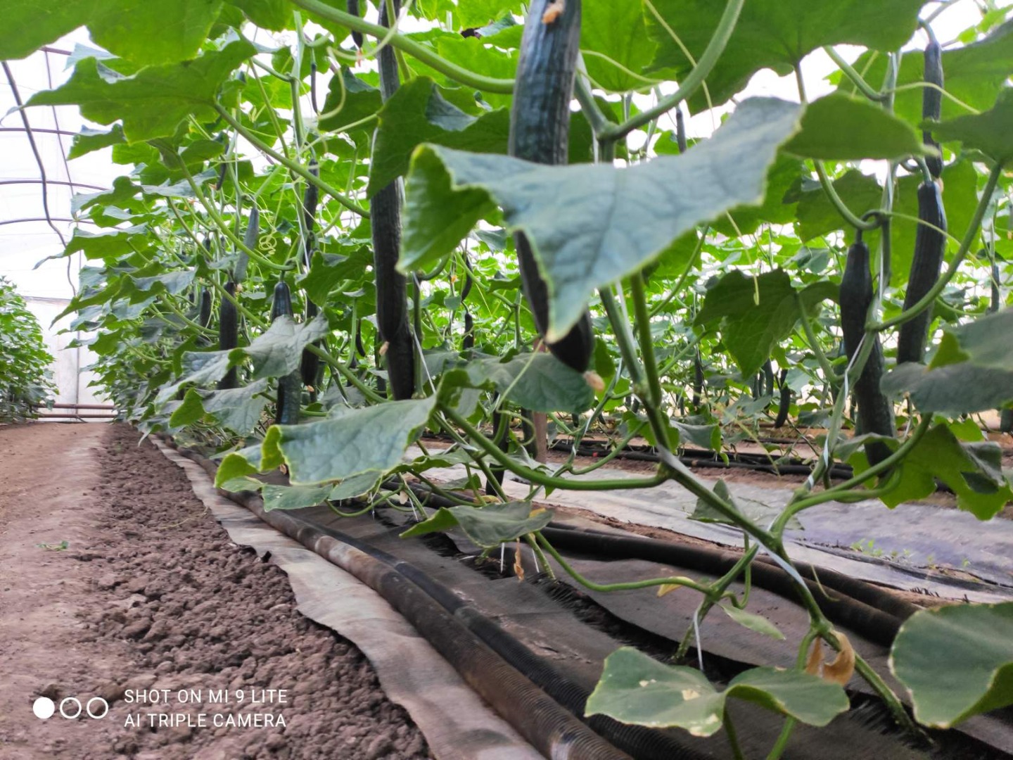 Home-grown fresh snake cucumbers