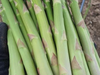 Grüner Spargel zum Verkauf. Verfügbar 1,5 Tonnen