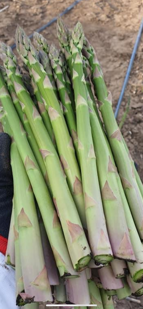 Green asparagus for selling