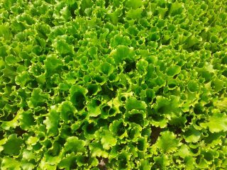I will sell salads arugula spinach tatzoy beetroots always