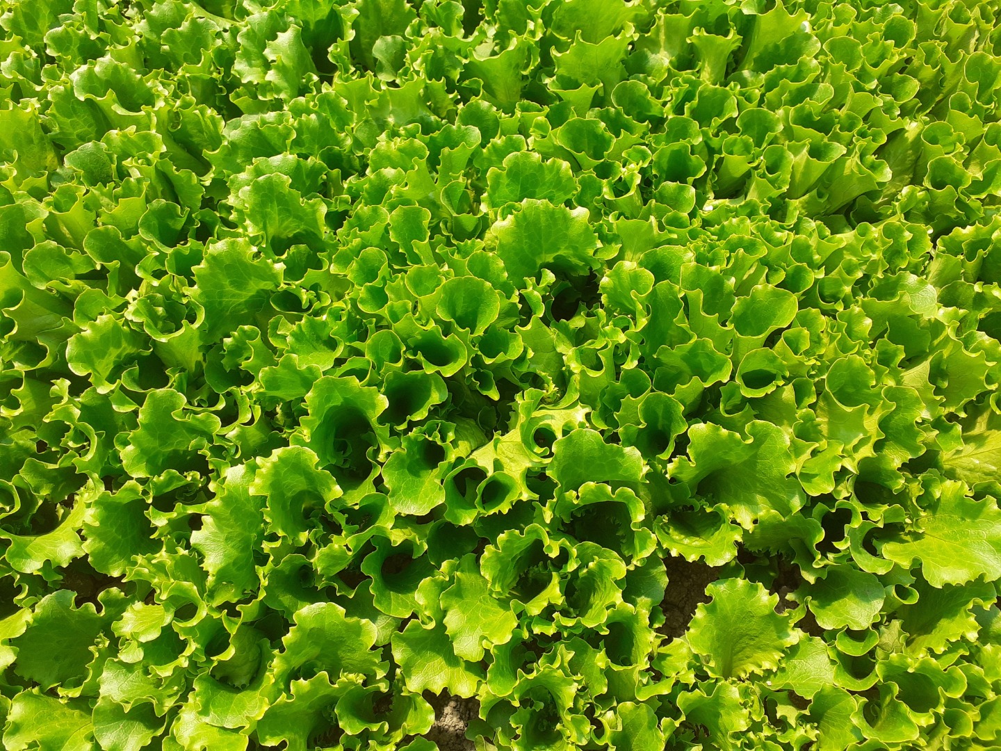 I will sell salads arugula spinach tatzoy beetroots always fresh possible in the solid state at a reasonable price possibility to conclude a contract price