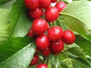 Cherry Our sales have begun with a high-quality new