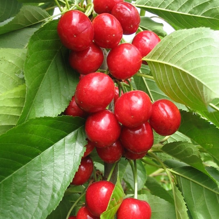 Cherry Our sales have begun with a high-quality new harvest